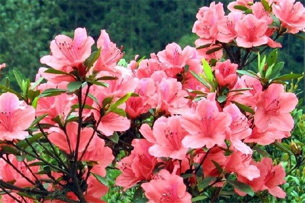 现在赏花去哪,春天哪里适合旅游看花 现在赏花去哪,春天哪里适合旅游看花