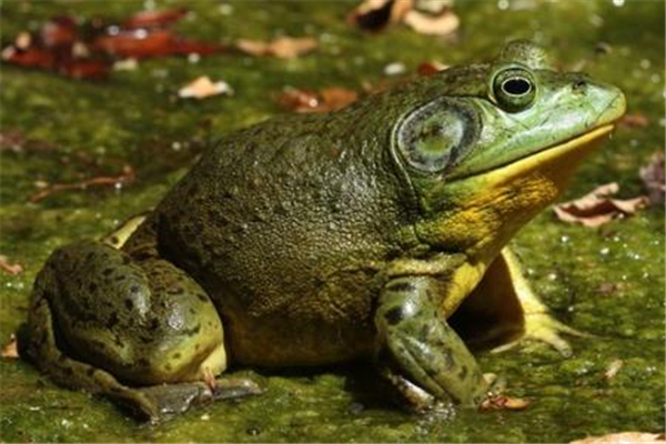 牛蛙最大的牛蛙有多大,最大牛蛙有多大