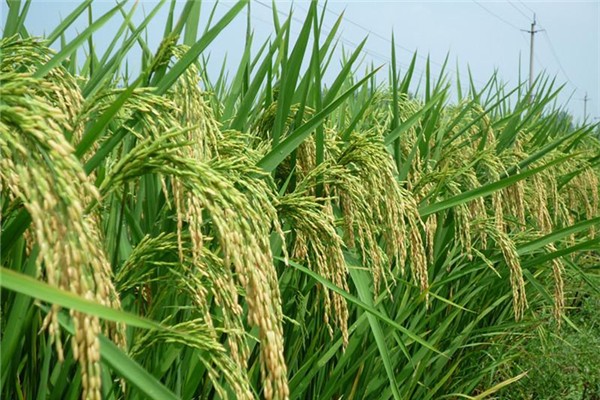 杂交水稻原理图解,杂交水稻原理是基因多样性吗