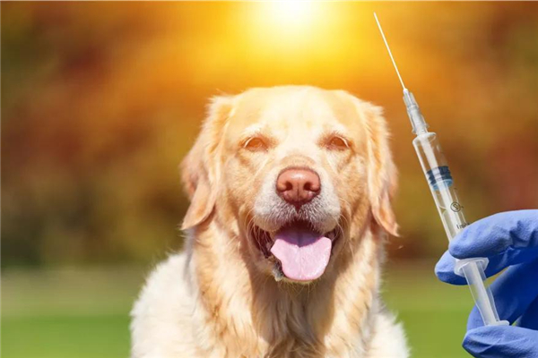 狂犬病毒是怎么传染的,狂犬病会传染吗