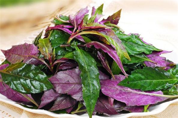红凤菜的功效和作用(红凤菜的功效和作用和禁忌)