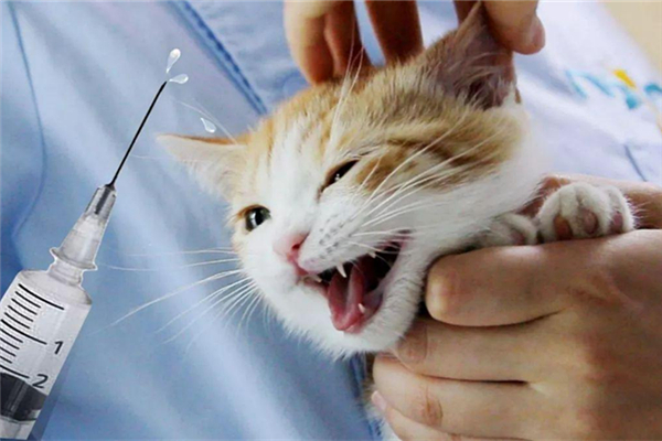 被猫抓出血了怎么处理伤口,被猫抓出血了怎么处理 猫打过针