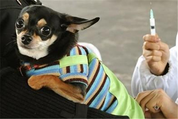 狗狗犬瘟打什么针,狗为什么要打狂犬疫苗 狗狗犬瘟打什么针,狗为什么要打狂犬疫苗