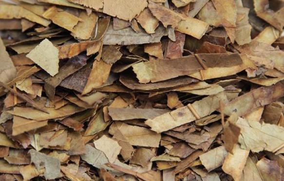 石楠叶的药用价值,石楠叶的功效