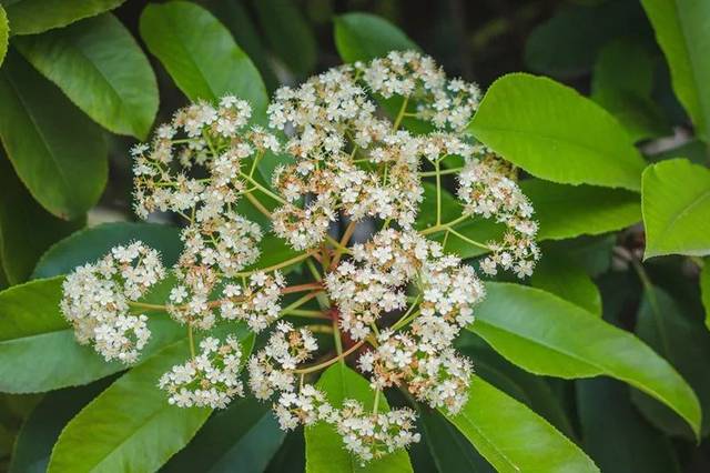 石楠花什么时候开花,石楠开花的时间