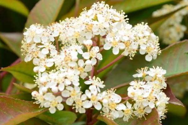 石楠花可以净化空气吗,可以净化空气的花 石楠花可以净化空气吗,可以净化空气的花