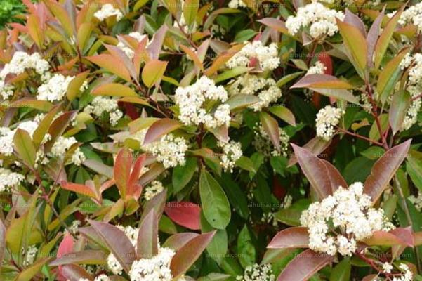 石楠花为什么是精子味?,石楠花为什么那个味道