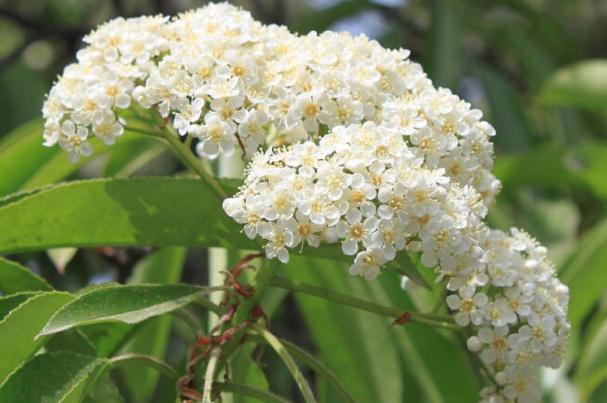 石楠花是武汉的市花吗,石楠开花吗