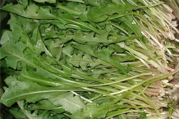 哪些野菜可以吃并且对身体好,什么野菜可以吃