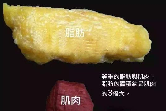 减肥速度多少为最佳,合理的减肥速度应该每月多少体重