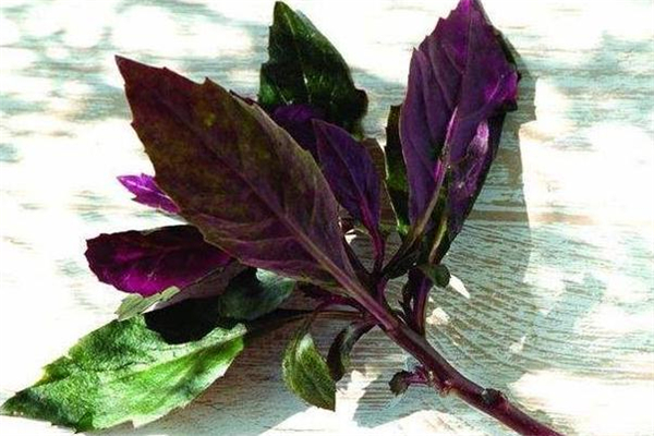 红凤菜有毒吗(红凤菜有毒吗?可以长期食用吗?)