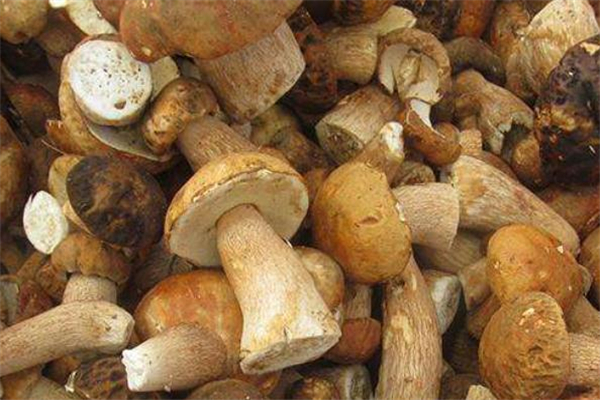 牛肝菌怎么做好吃(牛肝菌怎么做好吃又简单)