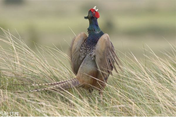 速冻鸡和现宰鸡营养没区别(冷冻鸡跟新鲜鸡营养差距)