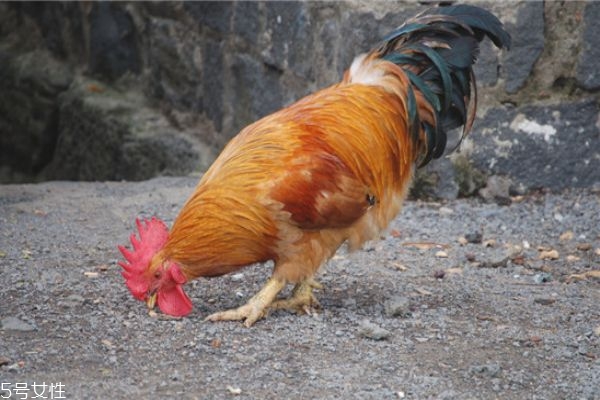 鸡脖能吃吗(五毛钱的鸡脖能吃吗)