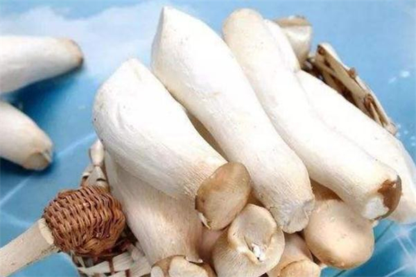 杏鲍菇能放多久(杏鲍菇能放多久冰箱)