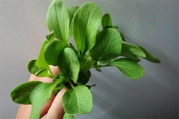 鸡毛菜怎么炒好吃(清炒鸡毛菜怎么炒好吃)