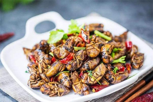 知了猴的功效和作用(知了猴的功效和作用是什么)