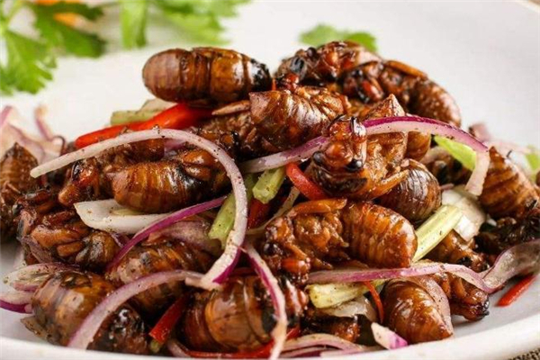 知了猴怎么捉(知了猴怎么捉视频)