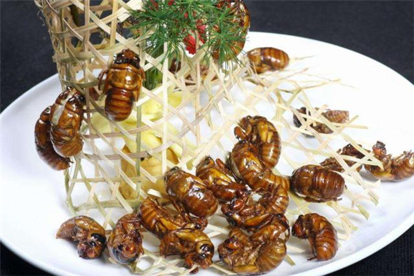 知了猴哪些部位不能吃(知了猴什么部位不能吃)