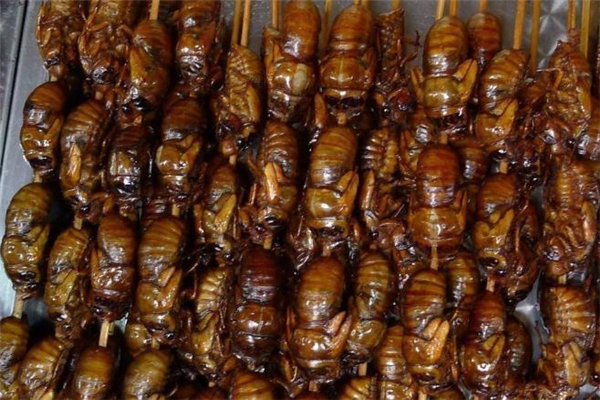 知了猴一般怎么吃(知了猴怎么吃法)