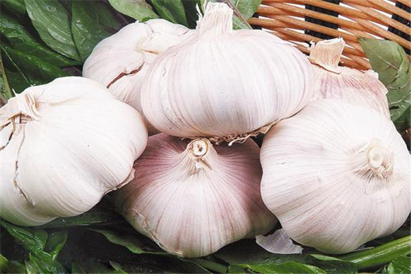 吃醋泡大蒜的好处(大蒜泡醋有什么功效)