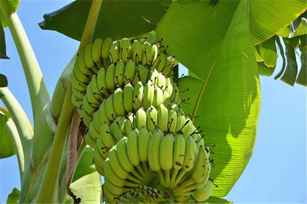 空腹能吃香蕉吗(空腹能吃香蕉吗?)