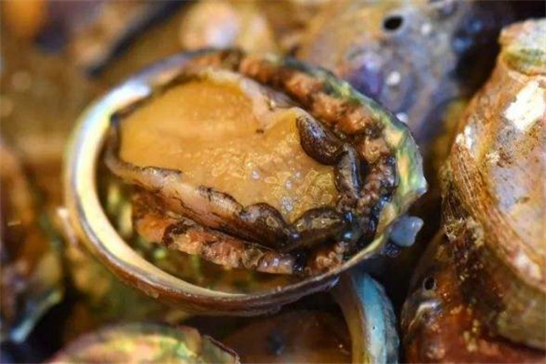 鲍鱼怎么挑选(鲍鱼怎么挑选新鲜的) 鲍鱼怎么挑选(鲍鱼怎么挑选新鲜的)