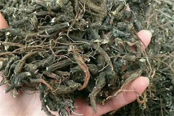 鸭脚草有哪些功效(鸭脚草的功效)