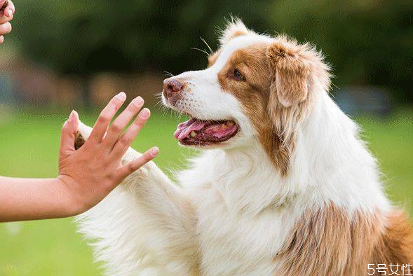 狗狗临死前的表现10天,狗狗临死前的表现1