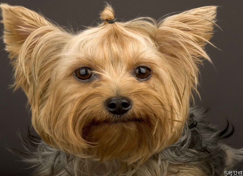 给狗狗正确的下葬方法狗狗火花出殡,给狗狗正确的下葬方法 sf