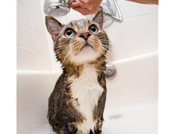 人用的沐浴露可以给猫用吗,猫可以使用人的沐浴露吗 人用的沐浴露可以给猫用吗,猫可以使用人的沐浴露吗