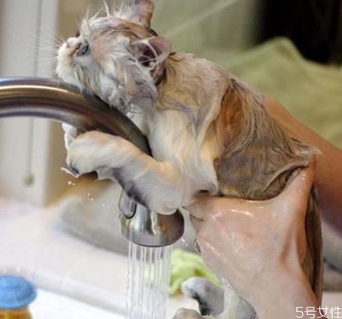 猫咪洗澡太勤会怎么样,猫咪洗澡洗勤了会怎么样