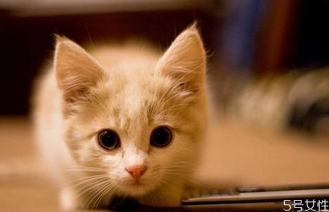 猫咪如何洗澡,冬天猫咪洗澡注意事项