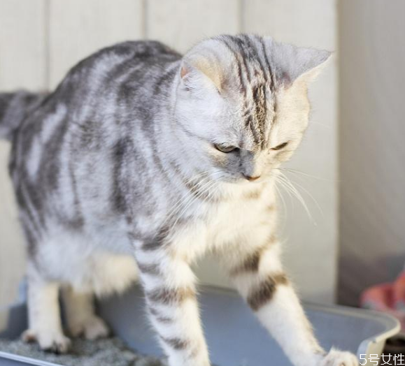 如何给猫咪清洁牙齿,如何给猫咪清洗耳朵 如何给猫咪清洁牙齿,如何给猫咪清洗耳朵