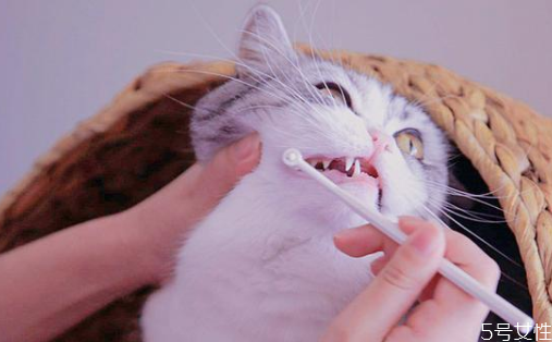 猫平时怎么清洁,猫如何清洁自己