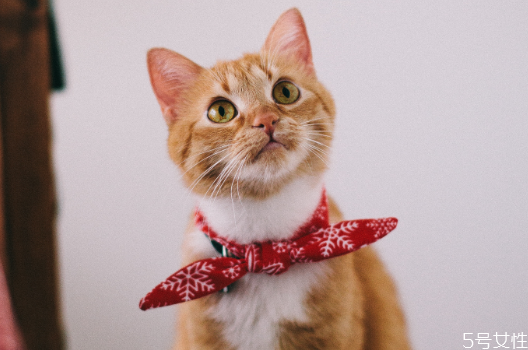 猫怎么清理眼屎,猫猫眼睛的眼屎怎么才能弄干净?