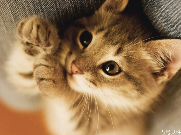 幼猫有口臭怎么办,幼猫有口臭怎么回事