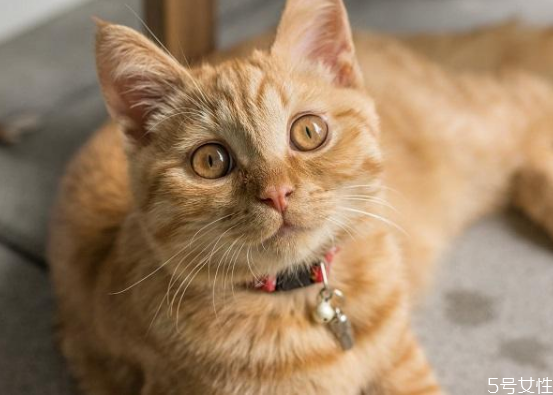 猫砂制作方法,教你怎样自制猫砂盆 猫砂制作方法,教你怎样自制猫砂盆