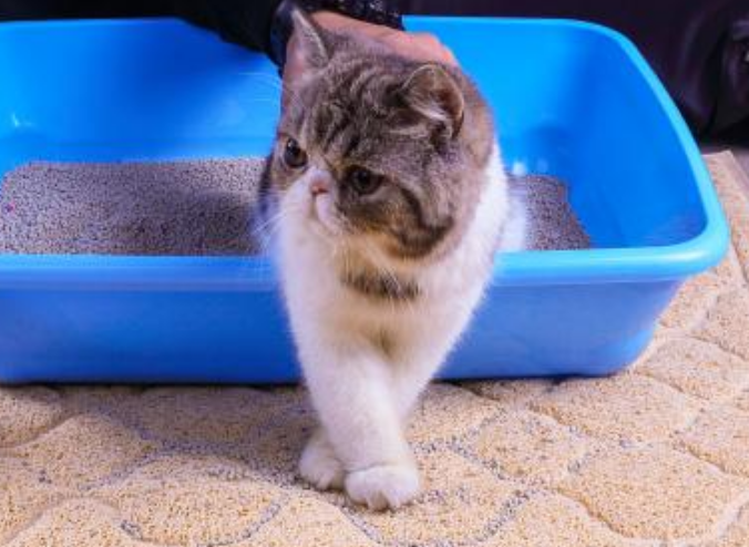 猫砂的作用和功效,猫砂的作用是什么