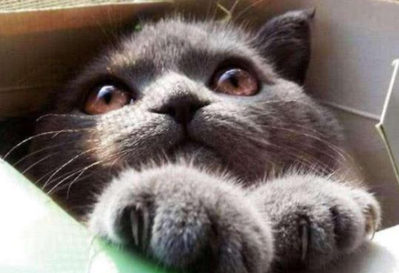 家里有原住民新猫咪带回家注意事项,猫咪带回家注意事项