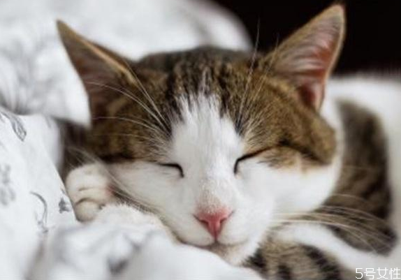 猫咪应激反应怎么安抚,猫咪突然应激反应怎么安抚 猫咪应激反应怎么安抚,猫咪突然应激反应怎么安抚