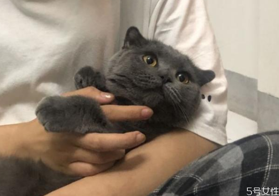 猫应激反应几天能好吐了,猫应激反应几天能好尿血