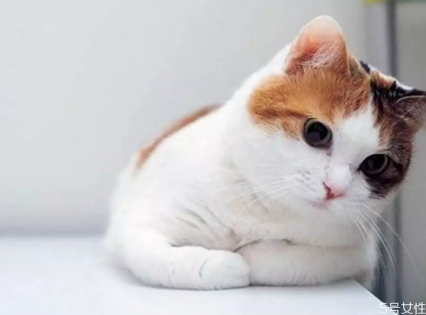 猫是寄养好还是自己在家好,猫咪寄养好吗