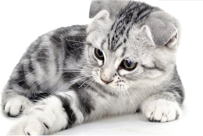 过年放假猫咪怎么办,放假了猫咪怎么办