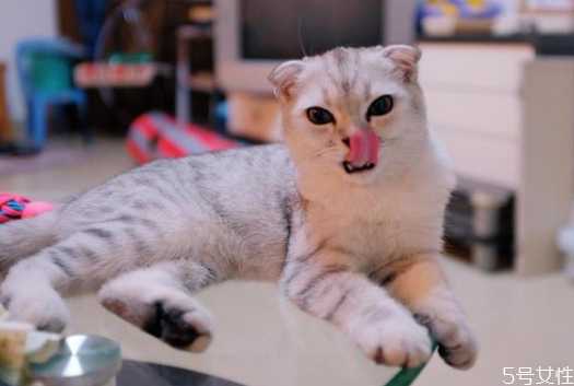 猫和人一起睡的危害 知乎,猫和人一起睡的危害小猫多大能洗澡 猫和人一起睡的危害 知乎,猫和人一起睡的危害小猫多大能洗澡