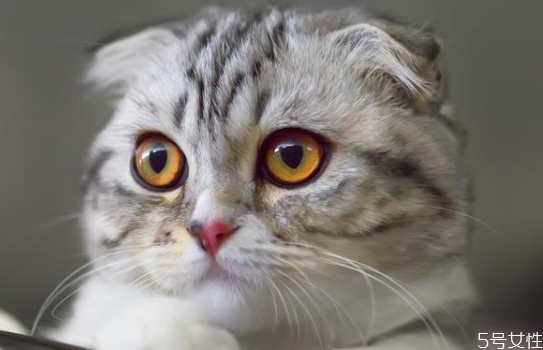 掉毛严重的猫排行榜,掉毛不严重的猫排行榜