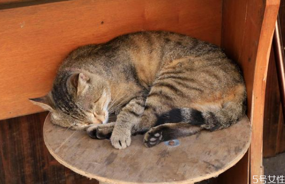 幼猫猫癣怎么治好得快,幼猫猫藓怎么治疗好得快