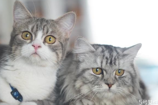 猫在什么情况下会得猫藓,为什么猫会得猫藓