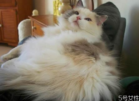 猫藓如何根治,猫长猫癣怎么治疗好得快 猫藓如何根治,猫长猫癣怎么治疗好得快