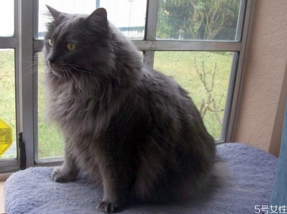 治猫藓要花多少钱,猫咪治疗猫藓要多少钱 治猫藓要花多少钱,猫咪治疗猫藓要多少钱